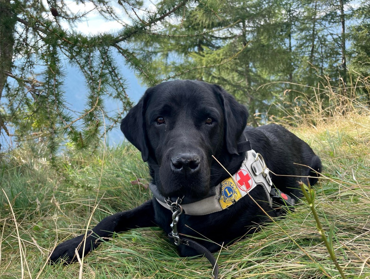Cani guida, compagni di vita e di coraggio